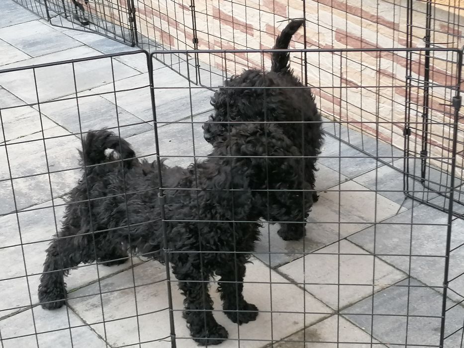 Pudel miniaturowy czarny suczka