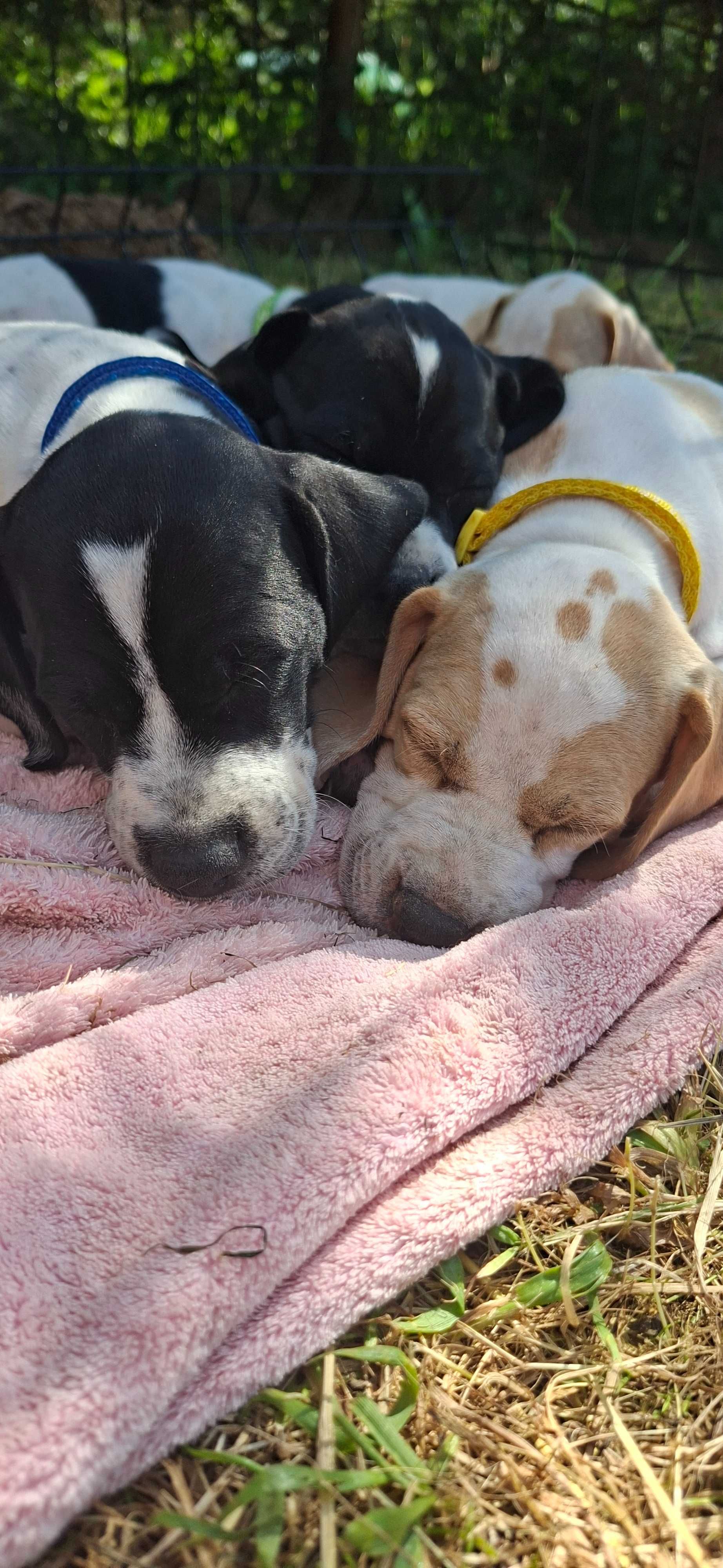 Bluey- suczka rasy pointer, wyżeł angielski