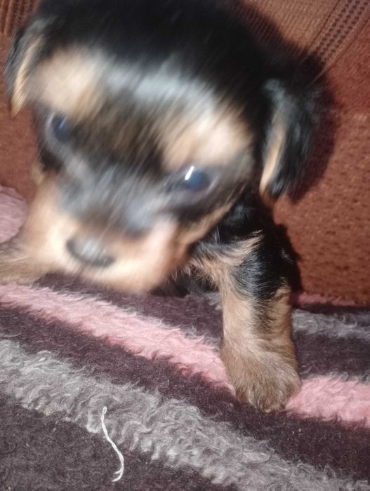 Йоркширський тер'єр