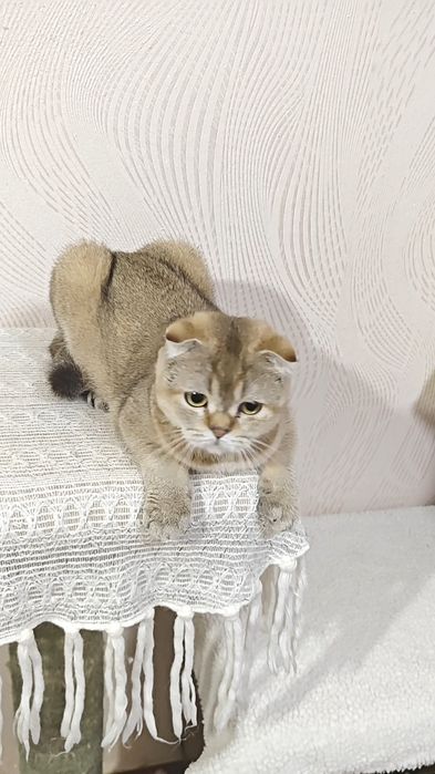 Висловуха дівчинка від золотої шиншили