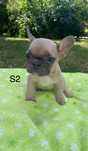 Buldog Francuski