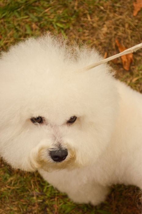 Вʼязка Бішон Фрізе