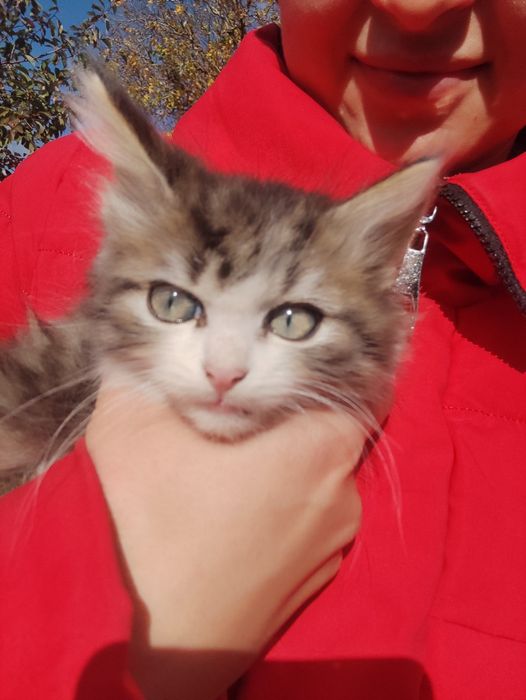 Кішечки шукають домівку