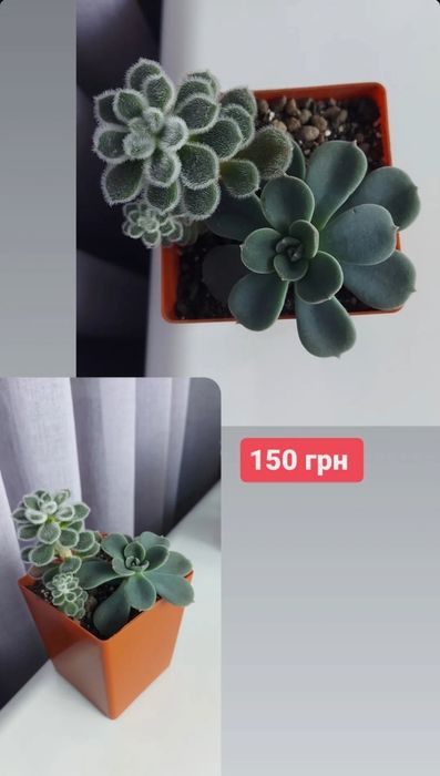 Сокуленти,  ехеверії, седум, шавіана