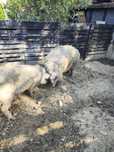 Mangalica węgierska