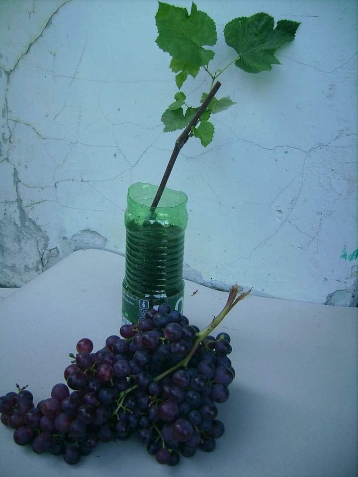 Саджанці винограду, різні сорти.