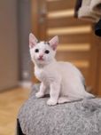 Kokos i Filemon, 4 miesięczne urocze kociaki do adopcji