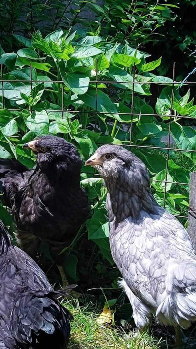 Инкубационное яйцо Амераукана.