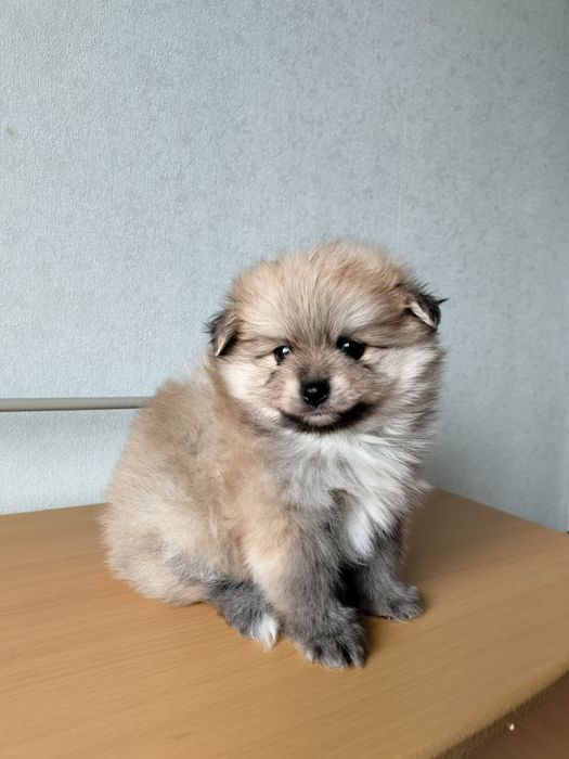 Померанский шпиц девочка