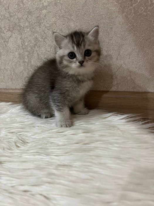 Віскас мраморна котятка супер преміум кошенята