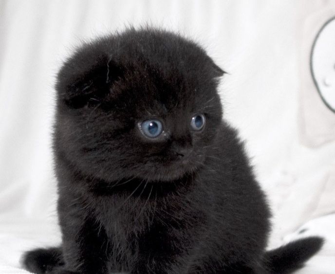 Продам шикарного котёнка