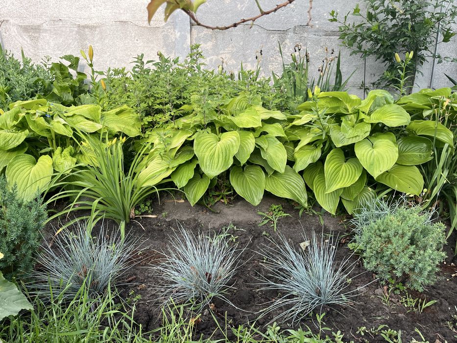 Хоста, вівсяниця, гвоздика рожева грунтопокривна