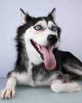 Cudem uratowana Farah w typie husky prosi o dom
