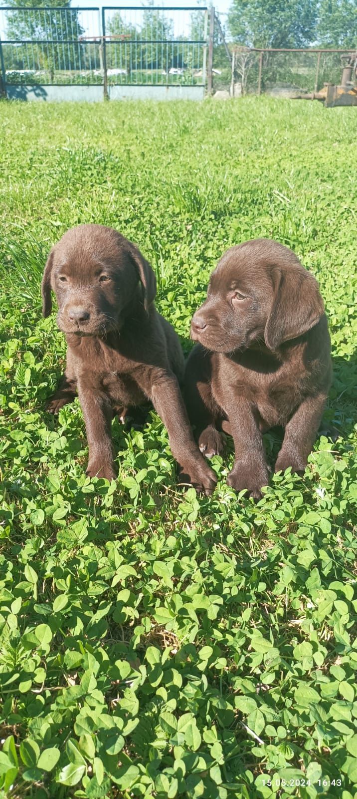 Labrador Złota Dolina