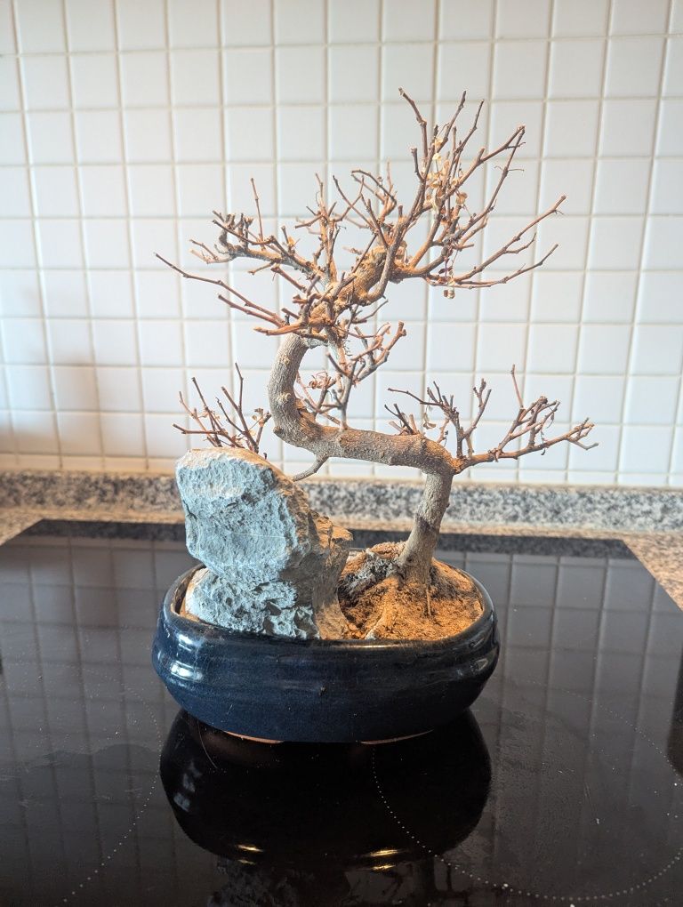 Vaso para bonsai com pedra decorativa
