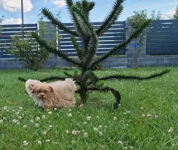 Maltipoo szczeniak