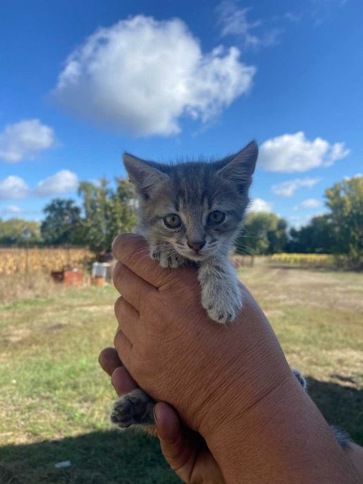 Котики трьох місячні