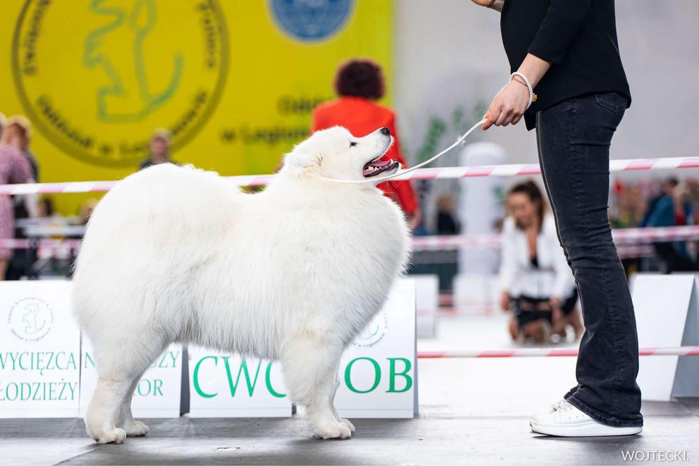 Samoyed październik 2025r ZKwP