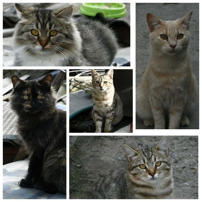 Віддам котиків 4-6 місяців, дівчатка