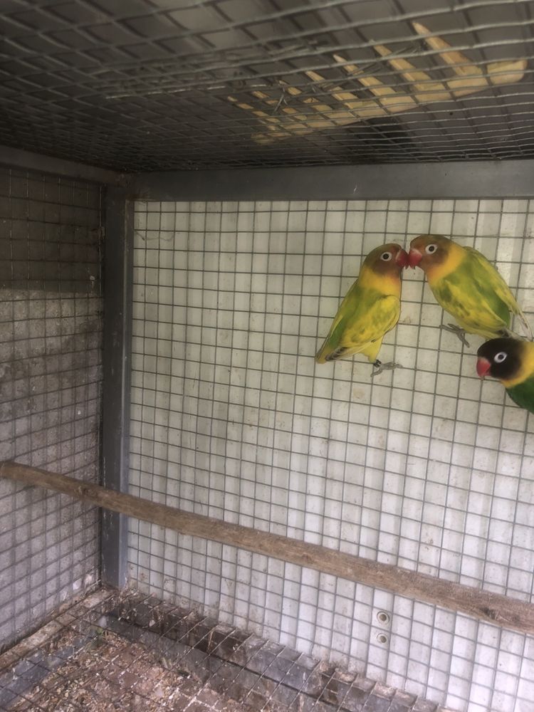 Agapornis personatas