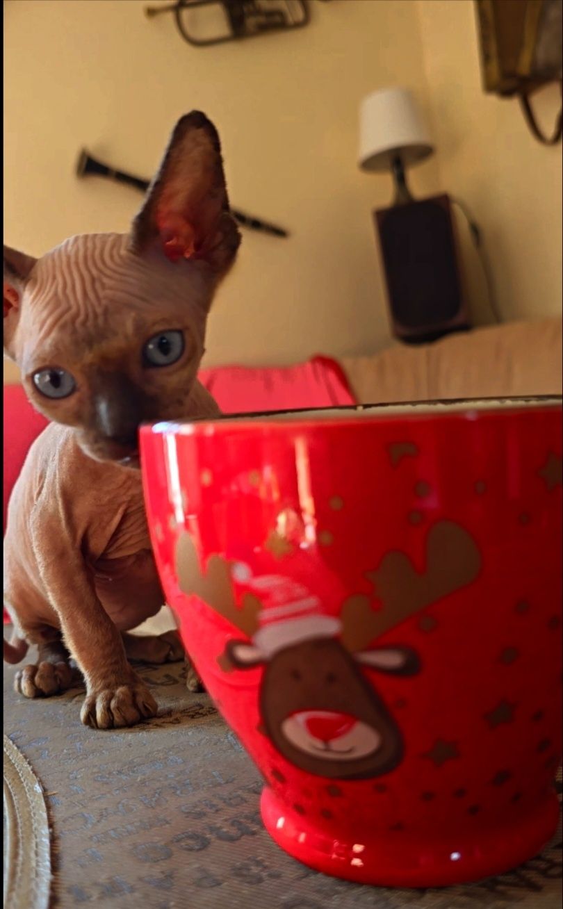 Przepiękny sfinks ,przytulak.,niebieskie śliczne oczka,kot sphynx