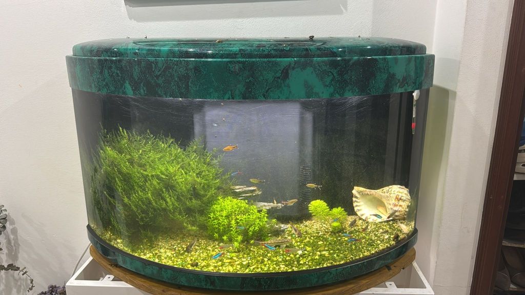 Aquário amazônico80 litros