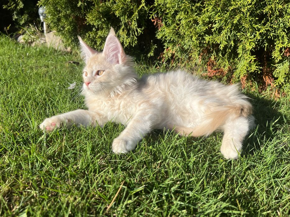 Kotka   Maine Coon  z Rodowodem