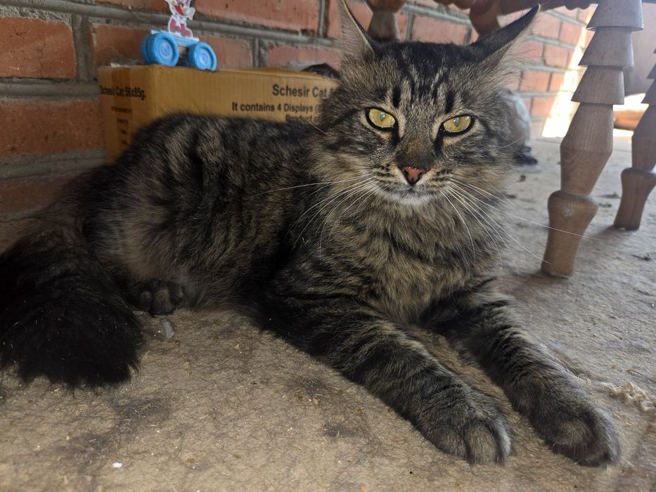 Пухнастик хоче додому