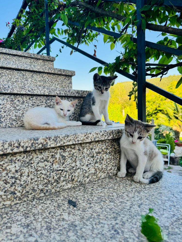 Quatro gatinhos machos para adoçao