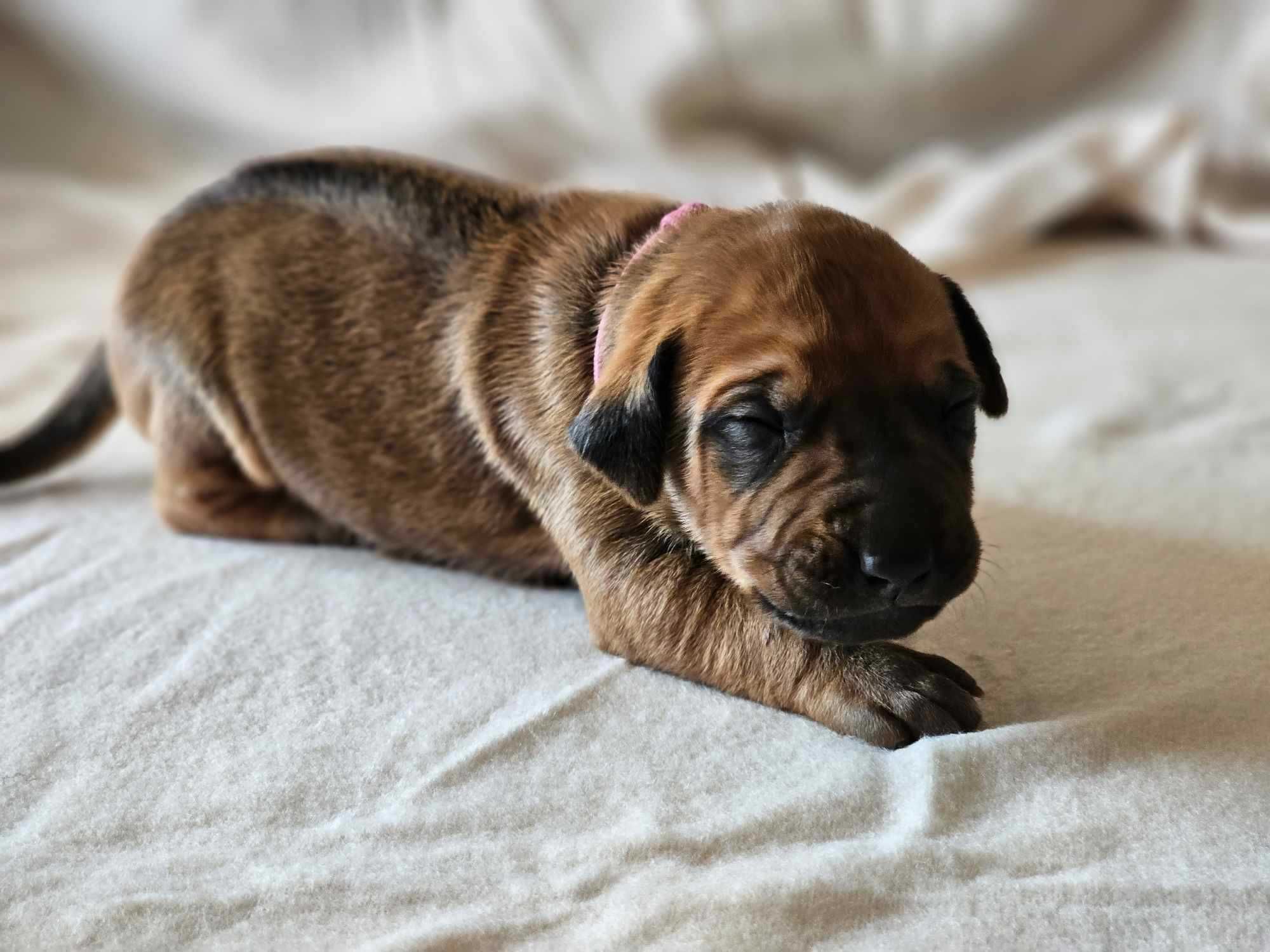 Rhodesian Ridgeback FCI