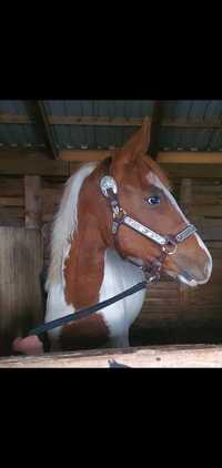 Paint Horse Quarter horse