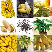 Семена карликового дерева Банана