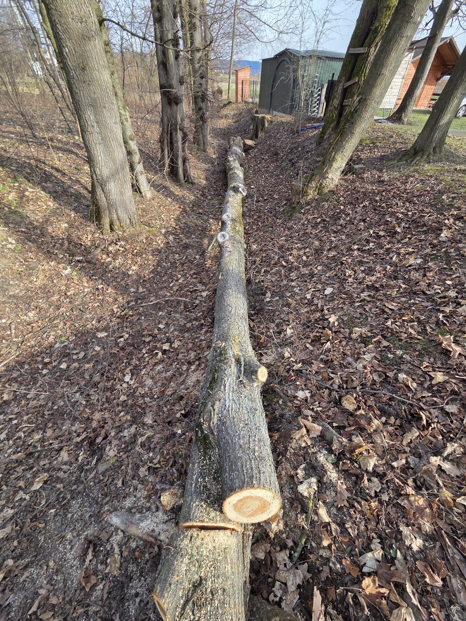 Wiąz, kłoda 13,5 metra długości