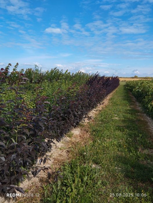 Drzewa Alejowe ,zapraszam