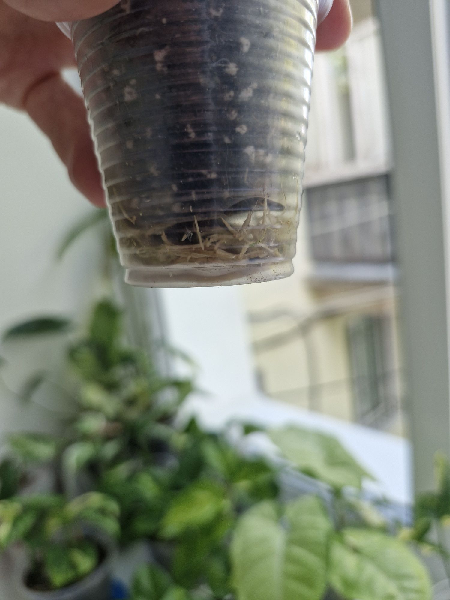 Сингониум Моттлед Мохито/Mottled Arrow Mojito