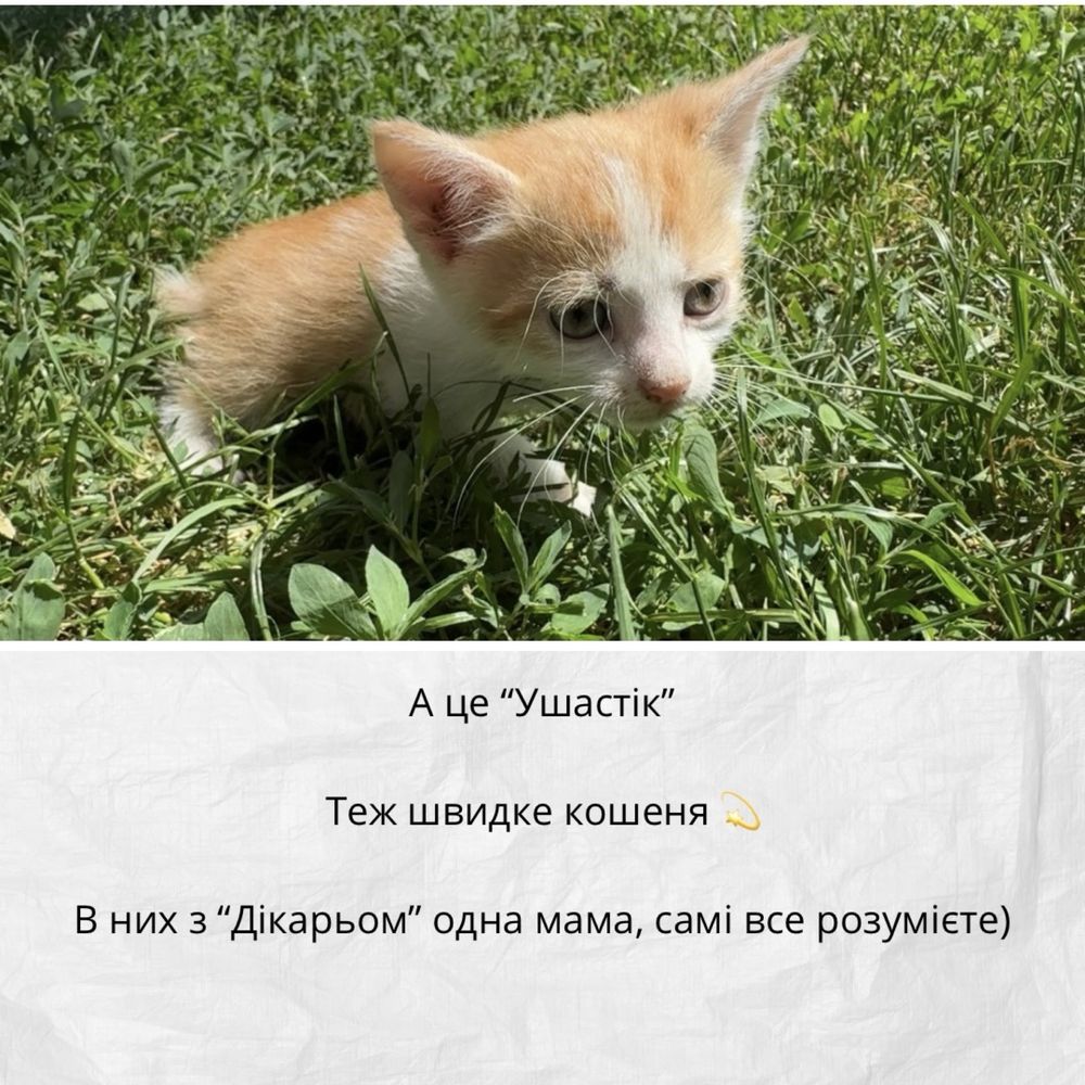 Кошеня шукає любов - хлопчик (1,5 місяці)