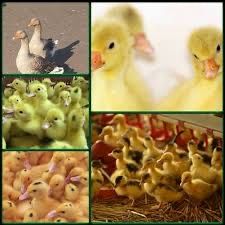 Качки Мулард та ін. Доставка по Україні.