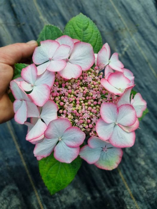 Гортензія в наявності 50+ кращих сортів