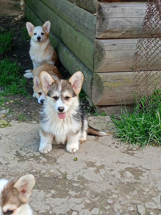 Пропонуємо Вельш коргі пемброк