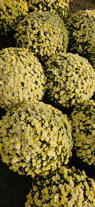 Chryzantemy drobnokwiatowe