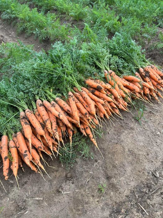 Marchew od rolnika worek nerac