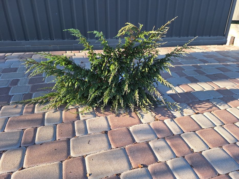Ялівці Блю чип (можжевельник)