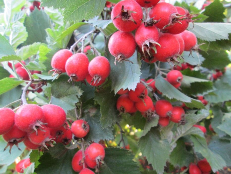 Продам  саженцы крупноплодного садового боярышника сорт Арнольди