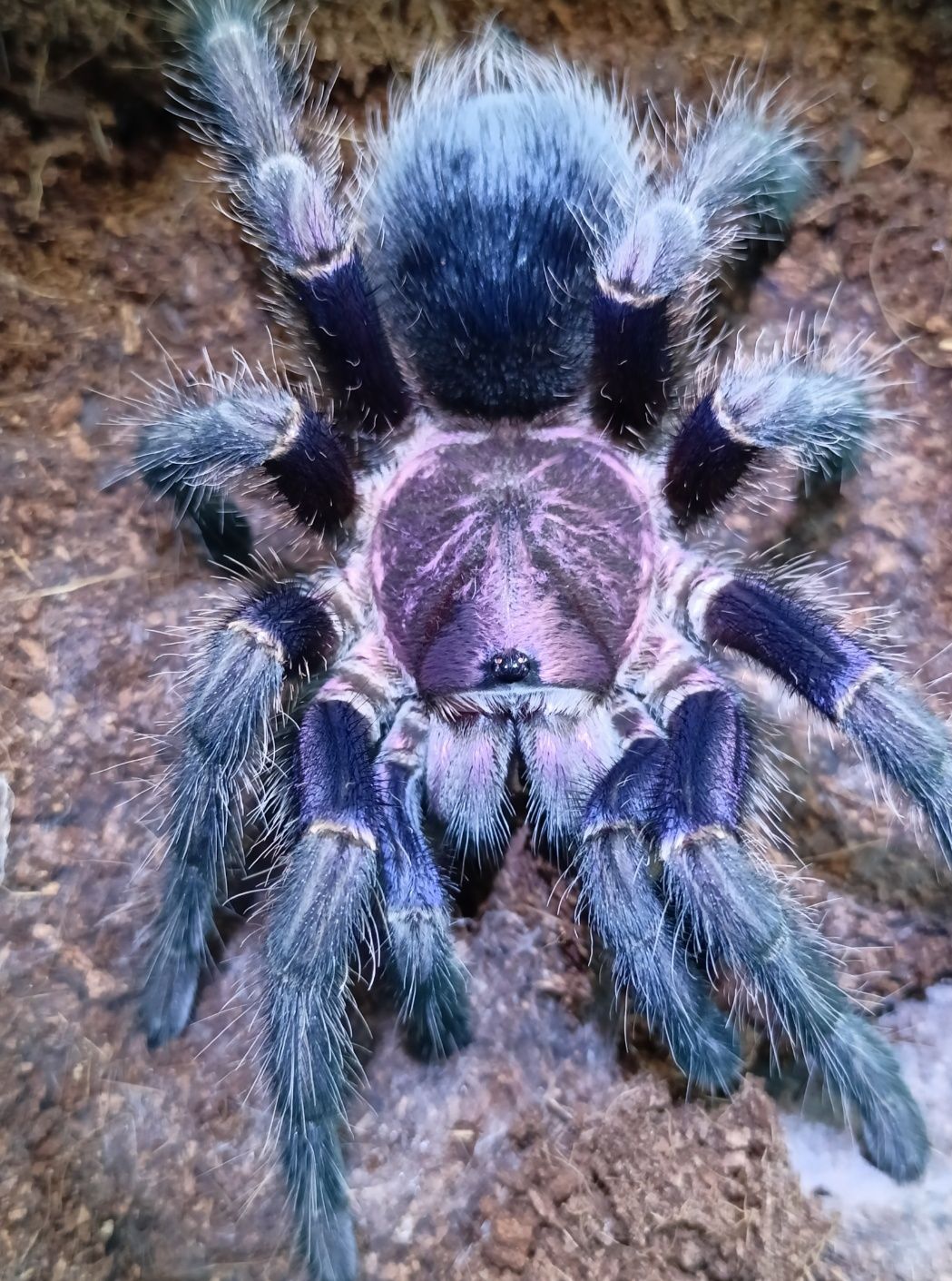 Pająk ptasznik Phormictopus dominican purple L2