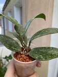 Hoya Rangsan rosnąca