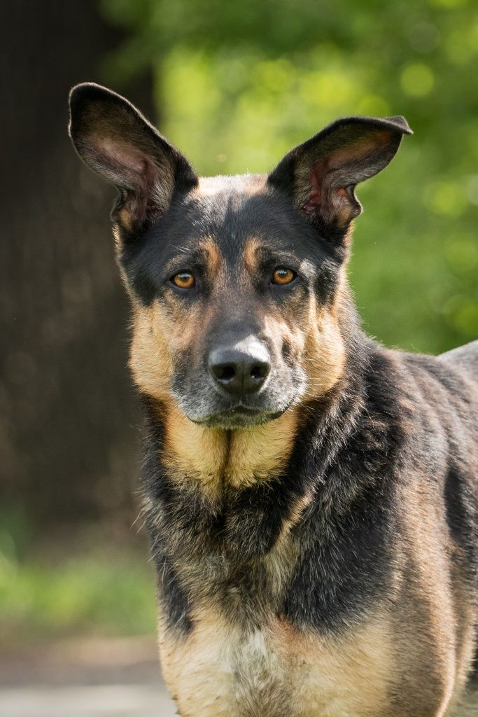 Pies Brutus do adopcji!