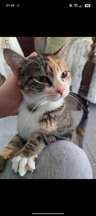 Gata para adoção consciente