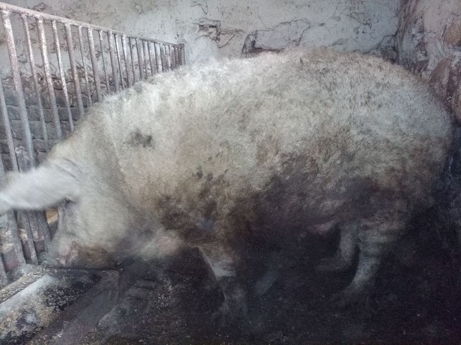 Кнур угорської мангалиці