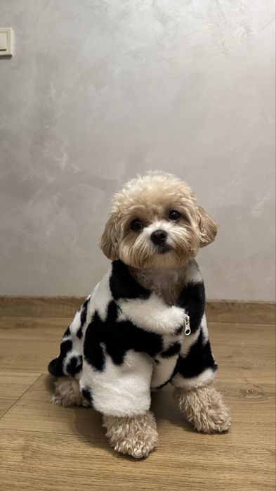 Куртка для собак