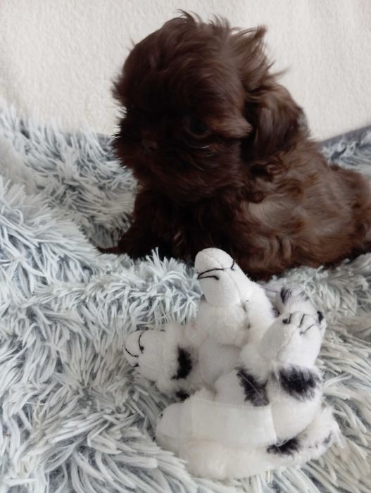 Piesek shih tzu z genem czekoladowym